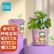 IAM City Farmer牵牛花迷你盆栽 儿童种植小盆栽diy套装绿植植物幼儿园观察玩具