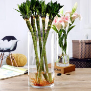 盛世泰堡 玻璃花瓶透明水养植物插花瓶富贵竹百合玫瑰水培容器大花瓶客厅桌面装饰摆件 直筒款1225