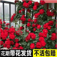 花友藤本月季花苗月季花树苗盆栽特大花苗庭院爬藤植物阳台蔷薇爬墙 小女孩【爬藤】大苗 1-1.3米高度多分叉