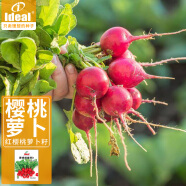 IDEAL樱桃小萝卜种籽水果萝卜种籽四季阳台幼儿园盆栽种植蔬菜种籽孑子