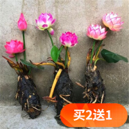 欧悟碗莲种子室内盆栽水培植物水养荷花绿植花卉风信子水仙花种球睡莲 混色带芽睡莲根块3颗+营养液