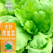 IDEAL理想农业 大板叶茼蒿种子蔬菜种子阳台种菜春秋季茼蒿种子15g*1袋