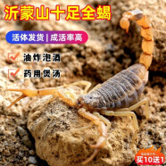 蝎子 真实昆虫非标本全虫动物 20只5-6厘米送2只