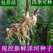 新鲜现挖洋河根洋货种子阳荷苗野生洋霍笋四季可种盆景野菜农产品 4500g