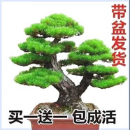 买一发二迎客松盆景花卉室内外四季常青耐寒松树盆景地栽盆栽植物 16年精品苗（买一发二）送肥+盆