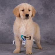 莫一汪 【6年老店】金毛犬 大型犬金毛活体宠物狗幼犬 纯种血统级大骨架 赛级 高品质款 公