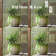 多肉花盆陶瓷带托盘大号大口径多肉植物绿植鲜花发财树盆 四个玉翡翠带托盘 陶瓷