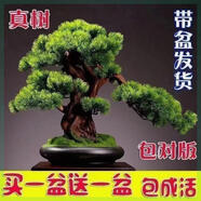 【买一发二】迎客松盆景花卉室内外四季常青耐寒松树盆地栽绿植物 掌柜推荐14年苗二棵装送盆+肥 30cm(含)-40cm(不含)