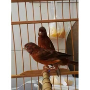 鸟山东黄扬州玉鸟上海辣椒红金丝雀大红袍鸟活一对红桂皮玉鸟活体 红桂皮种鸟公一只