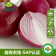 小汤山 紫洋葱 450g 基地直供新鲜蔬菜GAP认证