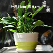 多肉花盆陶瓷带托盘大号大口径多肉植物绿植鲜花发财树盆 陶瓷 单个清凉一夏带托盘