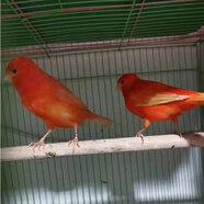 鸟山东黄扬州玉鸟上海辣椒红金丝雀大红袍鸟活一对红桂皮玉鸟活体 纯种上海辣椒红青年一对