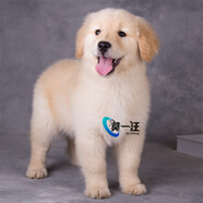 莫一汪 【6年老店】金毛犬 大型犬金毛活体宠物狗幼犬 纯种血统级大骨架 赛级 精品款 公