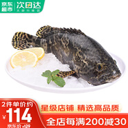 哆鲜生 海捕石斑鱼 野外生长鲜活冷冻东星斑龙趸斑三去龙胆斑鱼类生鲜 三去珍珠斑 550-650克