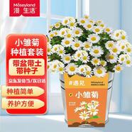 漫生活小雏菊小盆栽幼儿园盆栽观察植物花卉种子阳台种植套装绿植小盆栽