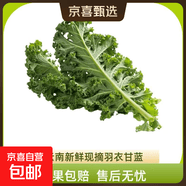 新鲜羽衣甘蓝生鲜蔬菜嫩叶甘兰芥蓝西餐沙拉榨汁减肥减脂直播间 羽衣甘蓝闺蜜2斤净重