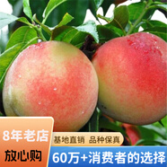 欧悟【买2颗送1颗】嫁接车厘子树苗大樱桃树苗盆栽果树苗木南北方种植 水蜜桃树苗 6年苗当年结果