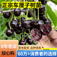 欧悟【买2颗送1颗】嫁接车厘子树苗大樱桃树苗盆栽果树苗木南北方种植 黑珍珠车厘子树苗 3年小苗试种【不参加2送1】
