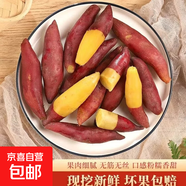现挖沙地蜜薯红薯新鲜农家糖心番薯烤地瓜软糯批发黄心包邮 正宗天目山小香薯2斤 宝宝果 含箱