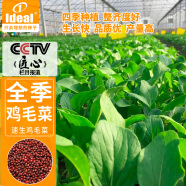 IDEAL理想农业 鸡毛菜种子四季小青菜绿叶菜种籽盆栽蔬菜种子10g*1袋