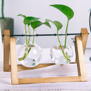 九月生花瓶绿萝水培花盆器皿透明玻璃插花瓶创意水养植物花器客厅2个瓶