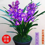 澳颜莱【好养易活】兰花四季开花浓香型室内绿植物盆栽花卉黄金美人兰花 新品【紫气东来】强烈 精品5连体【当年开花+赠培育袋+