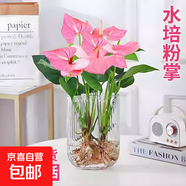 红掌盆栽白粉掌一帆风顺带花特大号花卉室内客厅面水培植物好养 约30cm粉掌-U型玻璃 带盆栽好