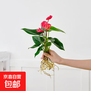 懒人水培绿植九里香绿萝文竹室内易养净化空气花卉盆栽植物花卉 红掌1颗【不含盆】土培水培皆可15-20cm