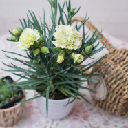 春沭 康乃馨石竹盆栽庭院阳台室内观花植物带花苞四季开花绿植花卉 黄色 带盆栽好