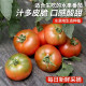 密农人家 现摘水果番茄 西红柿自然熟 生吃脆甜汁多西红柿 新鲜蔬菜1.5kg