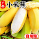 思卓（SIZHUO）广西 香蕉  新鲜应季水果 香甜大香蕉banana 高山芭蕉单果50g以上 小米蕉9斤装