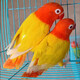 豪蚨虎皮鹦鹉说话小鸟活物观赏鸟宠物牡丹小太阳亲人玄风鹦鹉豪蚨 黄金丝牡丹1只（公母备注）