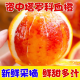 文枝四川塔罗科血橙当季新鲜水果红心橙手剥果冻甜橙雪橙 9斤（净重8.5） 65mm-70mm中果
