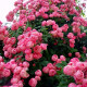 誉满园（yumanyuan）蔷薇花种子爬藤月季四季开花爬墙攀援庭院室花卉盆栽植物玫瑰种子 粉色种子(半斤)