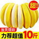 【超甜糯】现摘大香蕉10斤装新鲜水果大香蕉薄皮香蕉糯香蕉自然熟带箱发货 大香蕉 带箱9-10斤装