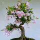 沭之美垂丝海棠花卉盆栽树苗盆景植物 垂丝海棠地径3.5厘米 （不含盆）