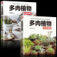 2册 多肉植物完全图鉴+多肉植物这样养 多肉植物组合盆栽绿植常见多肉鉴赏养护指南花卉养殖多肉种植盆景制书籍 多肉植物完全图鉴+多肉植物这样养(全两册)