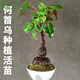 锦枝尚何首乌苗何首乌盆栽苗子盆景室内阳台药材新奇植物爬藤 【3年何首乌】1支(3cm)