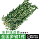 绿食者 新鲜迷迭香50-500g 西餐煎牛排香料香草烧烤烘焙调料食用配料 500g