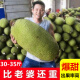 海南菠萝蜜30-35斤整个现摘现发当季热带特产新鲜水果假榴莲
