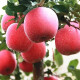 【平价菜场】苹果水果 山东红富士 大凉山丑苹果冰糖心苹果水果 整箱 产地新鲜水果苹果生鲜 3斤大果
