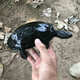富龟龟宝墨龟全黑极墨龟苗活体宠物纯种中华草公龟观赏顶墨龟白玉乌龟活体 墨龟（6-8厘米） 2只情侣龟+龟粮