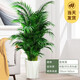 花友中梦富贵椰子植物盆栽客厅大型绿植室内落地办公室凤尾竹绿色植物 富贵椰子1.3-1.6米钻石树脂盆