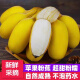 柏馋【正宗现摘】广西苹果蕉粉蕉高山香甜芭蕉现摘新鲜青蕉发货9斤 9斤