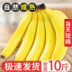 繁浮云南高山香蕉 香甜软糯自然熟青蕉香蕉当季新鲜水果整箱 精品 10斤 大香蕉（净重8.8-9.2斤）