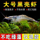 黑壳虾活体观赏花腰虾除藻虾辣椒蟹淡水鱼草缸虾苹果螺清洁虾工具 除藻黑壳虾80只送70只备损