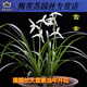 云南名品浓香兰花苗莲瓣兰兰花盆栽阳台花卉绿植不含盆 大雪素4苗连体