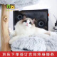 佳朔（视频选宠下单）宠物猫咪活体幼猫全程辅助喂养家养宠物猫伴侣猫 布偶猫