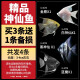 疯狂水草神仙鱼活体 七彩燕鱼热带观赏鱼淡水水族宠物热带耐活鱼苗小型 划算价4cm精品神仙鱼3+1 A款