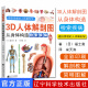 3D人体解剖图：从身体构造检索疾病